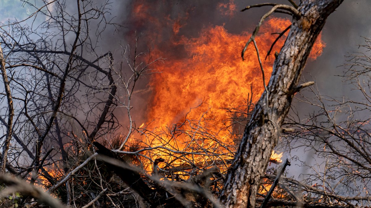 Flammen schlagen in einem Waldstück nahe Jüterbog in die Höhe.