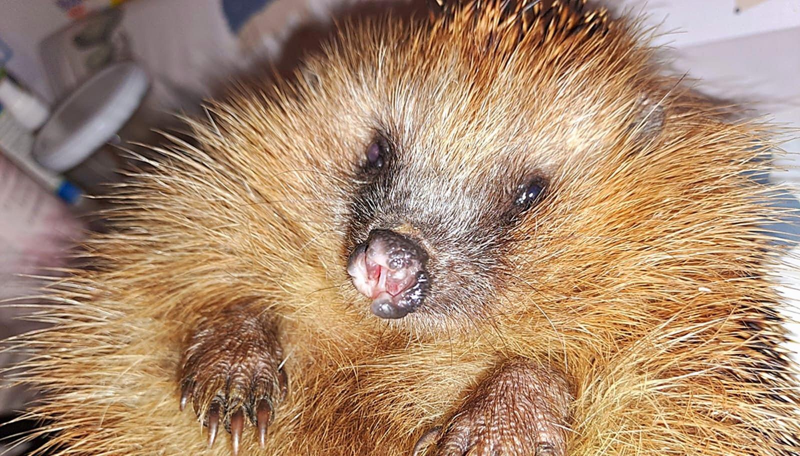Regensburg schützt Igel mit Nachtfahrverbot für Mähroboter