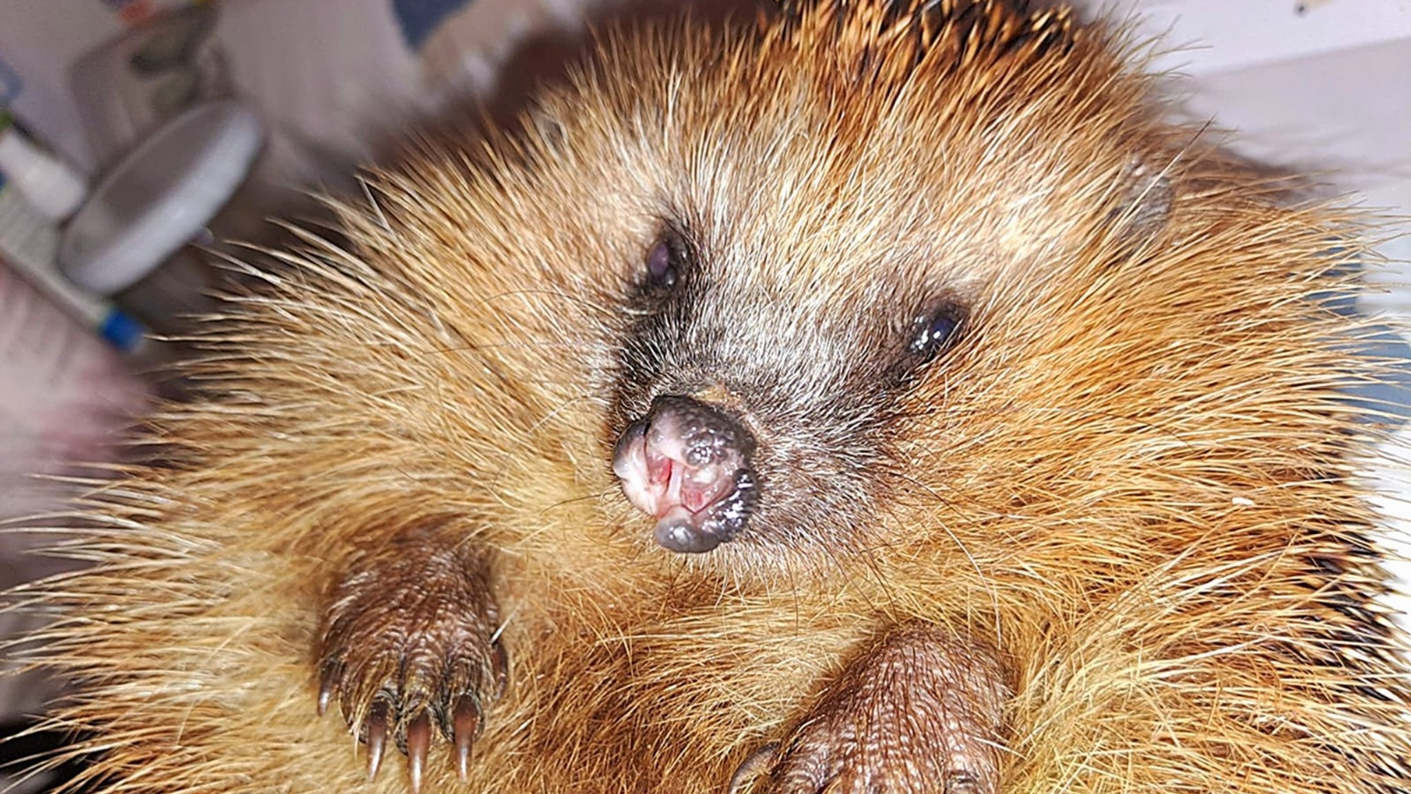 Igel mit abgeschnittener Nase