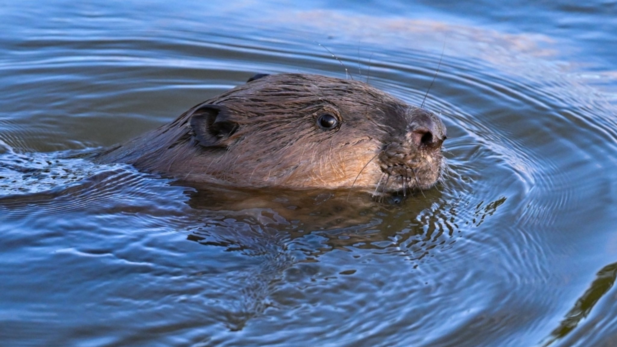 (Symbolbild) Biberkopf schaut aus dunklem Wasser heraus. | Bild: dpa-Bildfunk/Patrick Pleul (Symbolbild) Biberkopf schaut aus dunklem Wasser heraus.