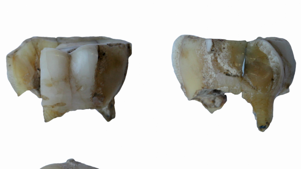 Die Gen-Analyse der sehr alten Zähne liefert einen weiteren Beleg für die These, dass es eine Verbindung zwischen Sibirien und Amerika gab.