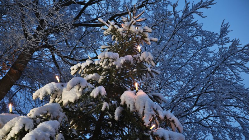 Ein mit Lichtern geschmückter Weihnachtsbaum ist am frühen Morgen mit Neuschnee bedeckt | Bild: pa/dpa/Karl-Josef Hildenbrand Ein mit Lichtern geschmückter Weihnachtsbaum ist am frühen Morgen mit Neuschnee bedeckt