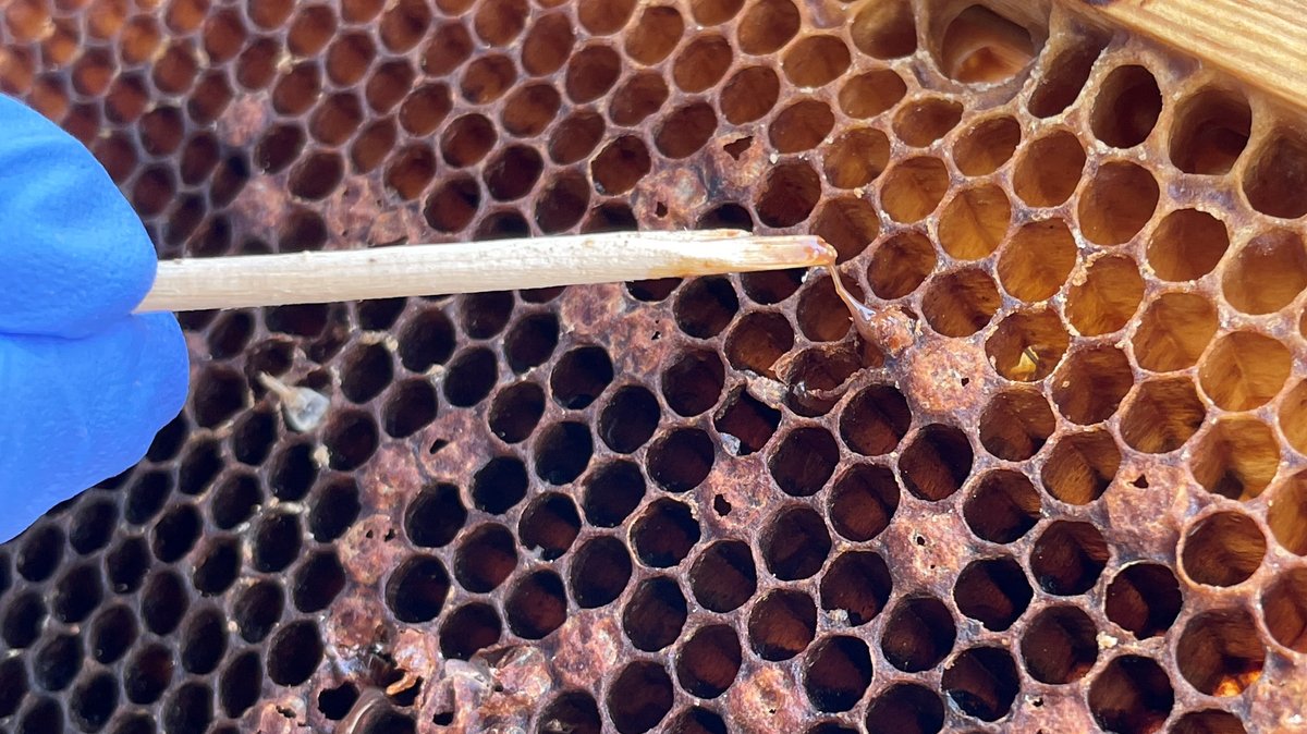 Eine braun verfärbte Bienenwabe mit fadenziehender Masse. 