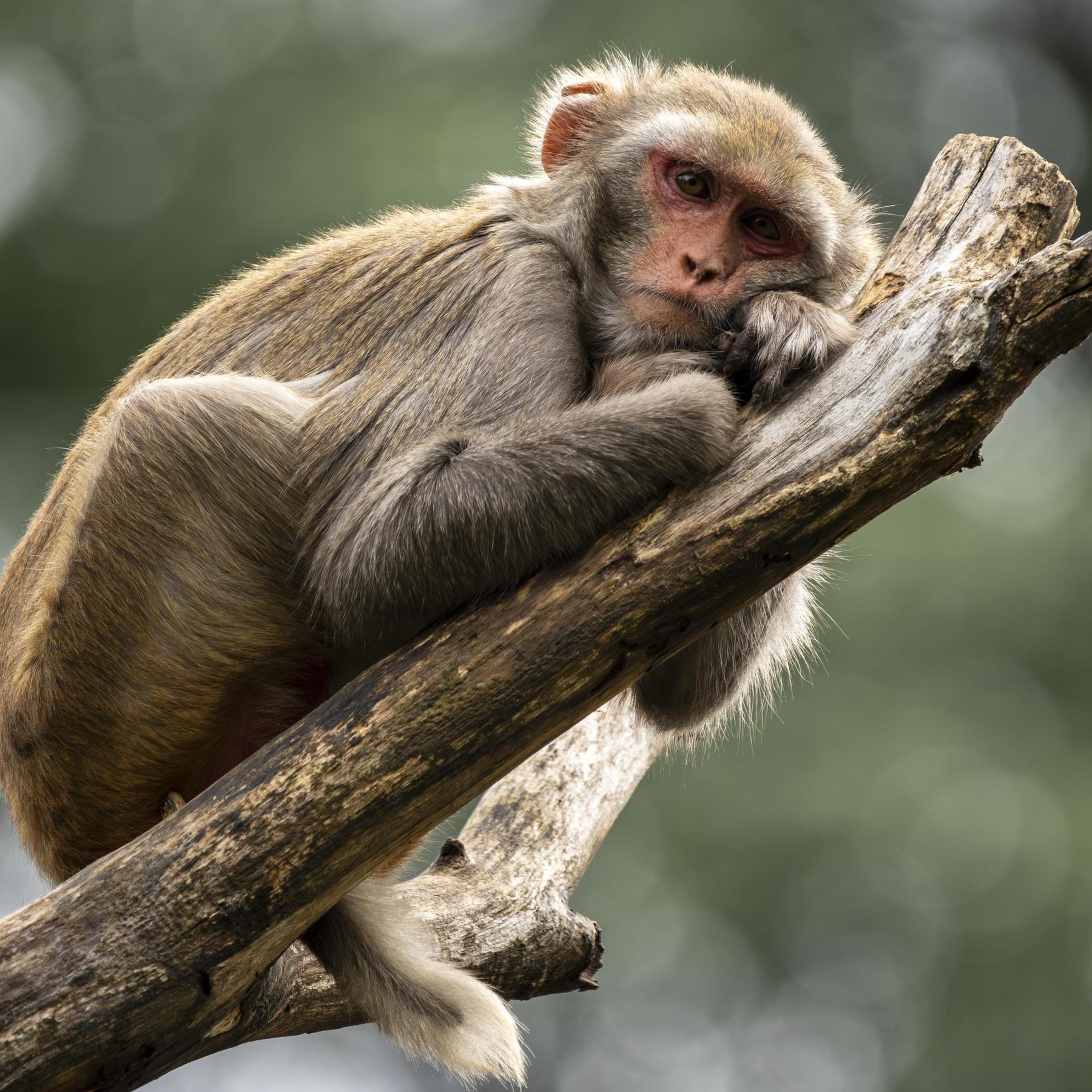 Geklonter Affe überlebt - Was bringt das doppelte Rhesusäffchen?
