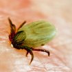 Achtung Zecken! - Neue Krankheitserreger drohen durch Blutsauger | Bild: picture alliance / imageBROKER | Sommer, A.