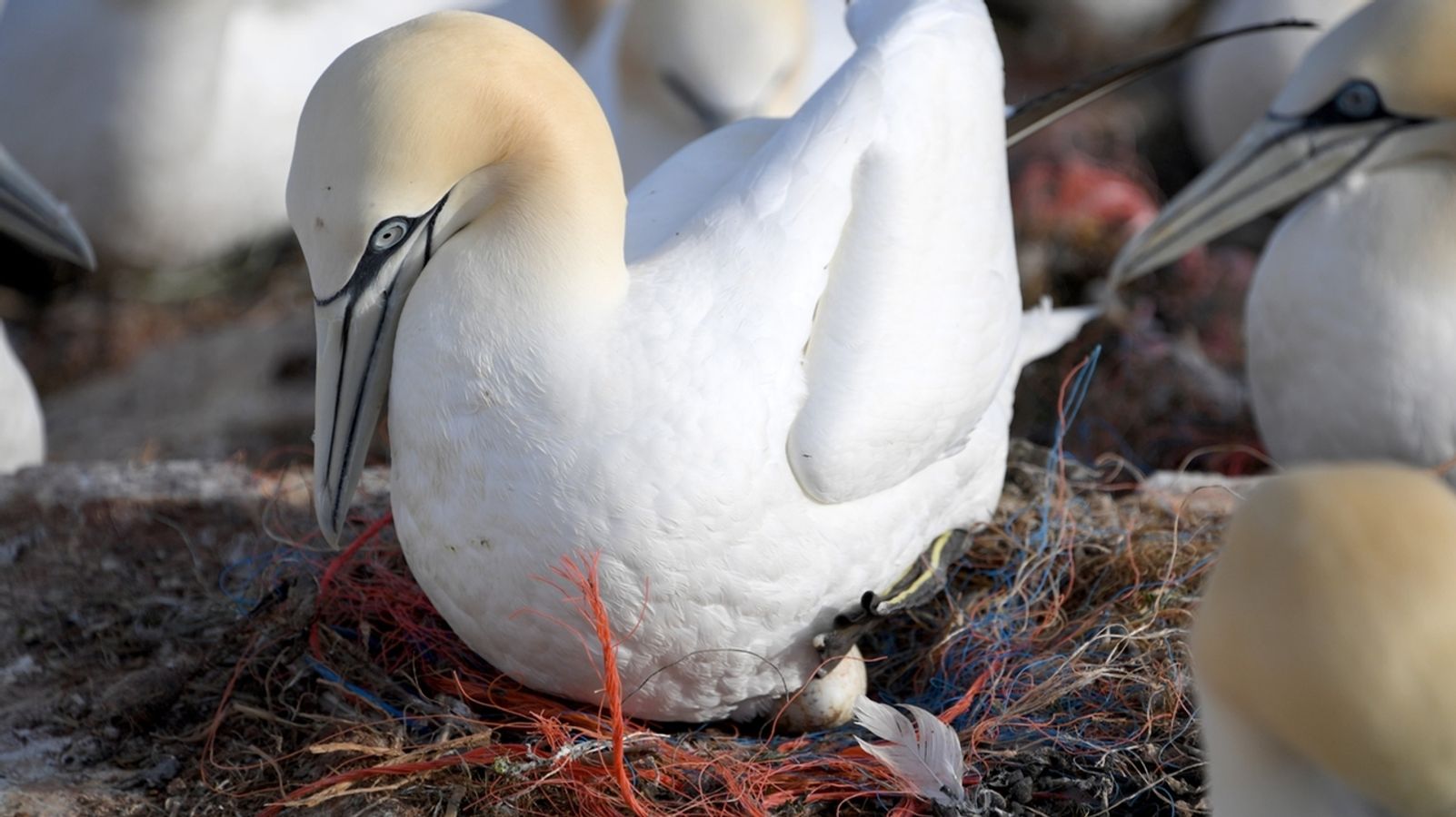 Plastikmüll: Tödliche Gefahr für Seevögel auf Helgoland