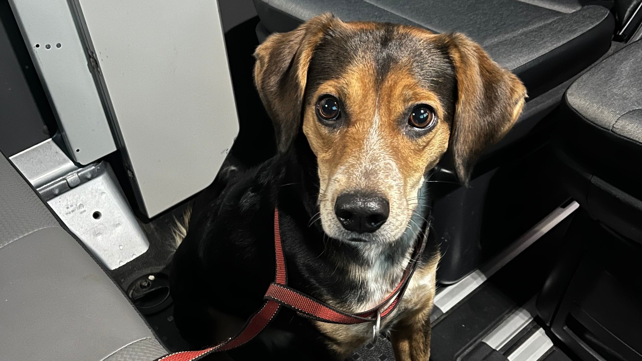 Hündin Bella sitzt mit roter Leine um den Hals im Polizeiauto - sie war vorher allein S-Bahn gefahren.