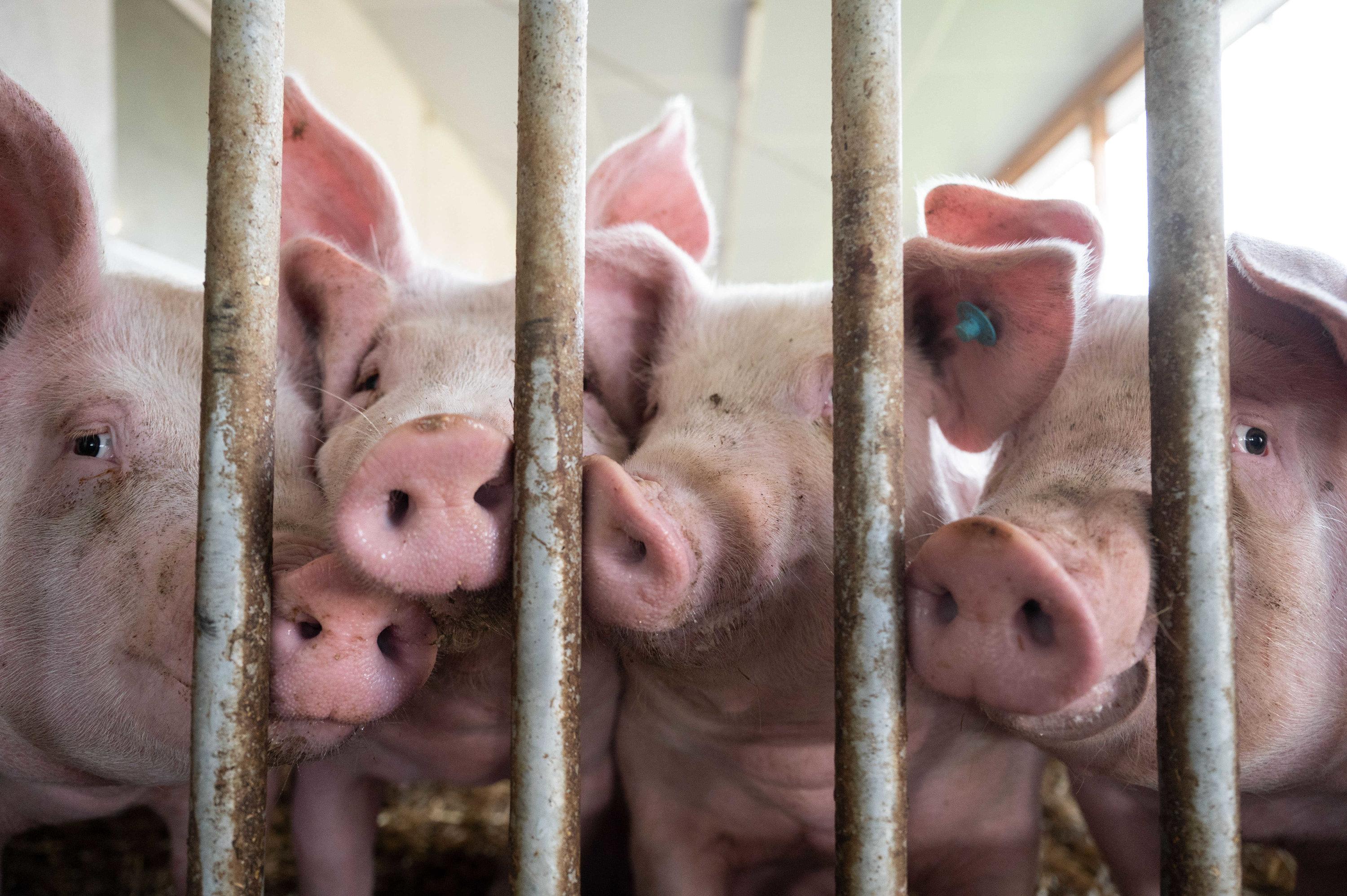 Eine Milliarde Euro vom Bund: Mehr Tierwohl für Schweine  