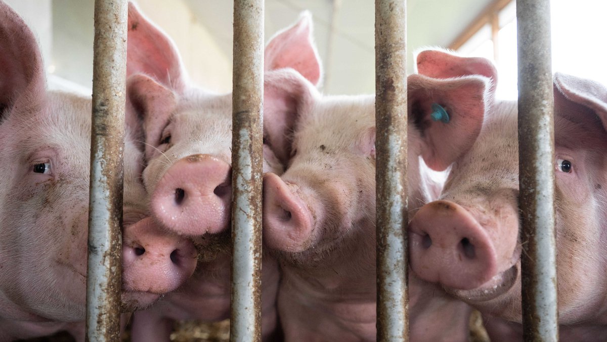 Eine Milliarde Euro vom Bund: Mehr Tierwohl für Schweine  