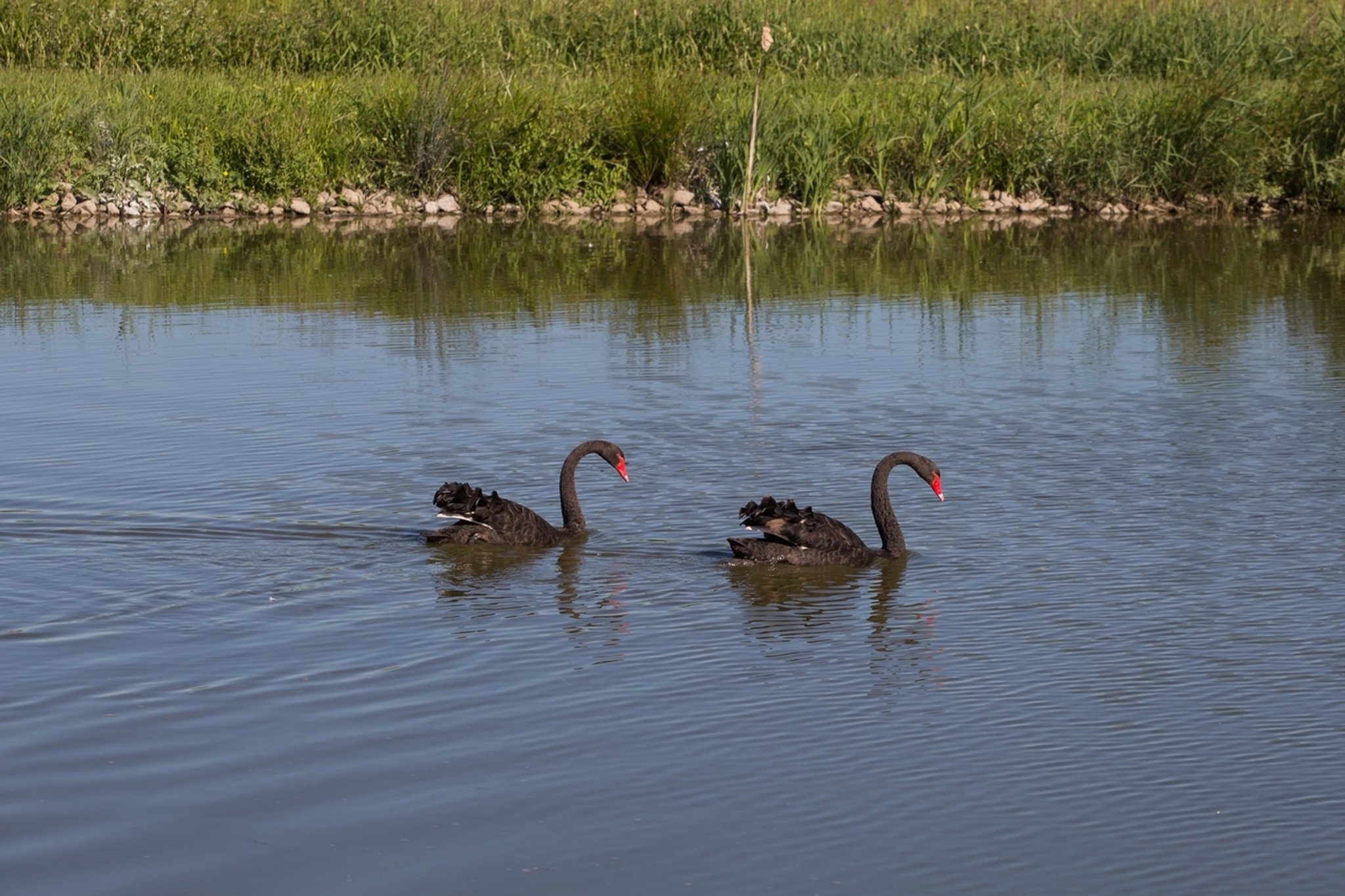 Tierisches Happy End: Coburger Trauerschwan hat neuen Partner