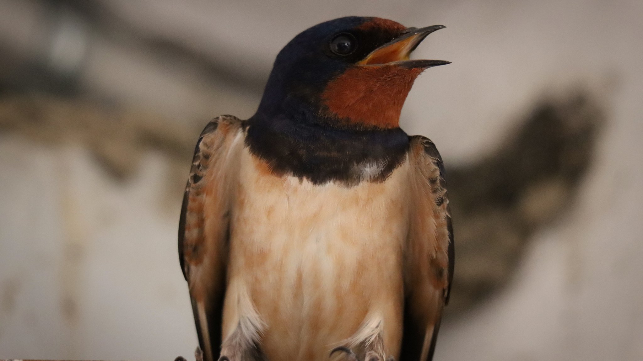 Rauschwalben halten sich gerne in der Nähe von Menschen auf. Die Vögel brüten bis zu dreimal im Jahr und ziehen jeweils vier bis sechs Junge groß