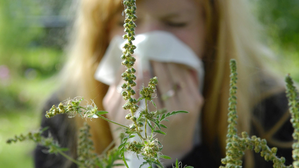 Im Vordergrund eine Ambrosiapflanze, im Hintergrund in der Unschärfe eine Frau, die ins Taschentuch niest.f