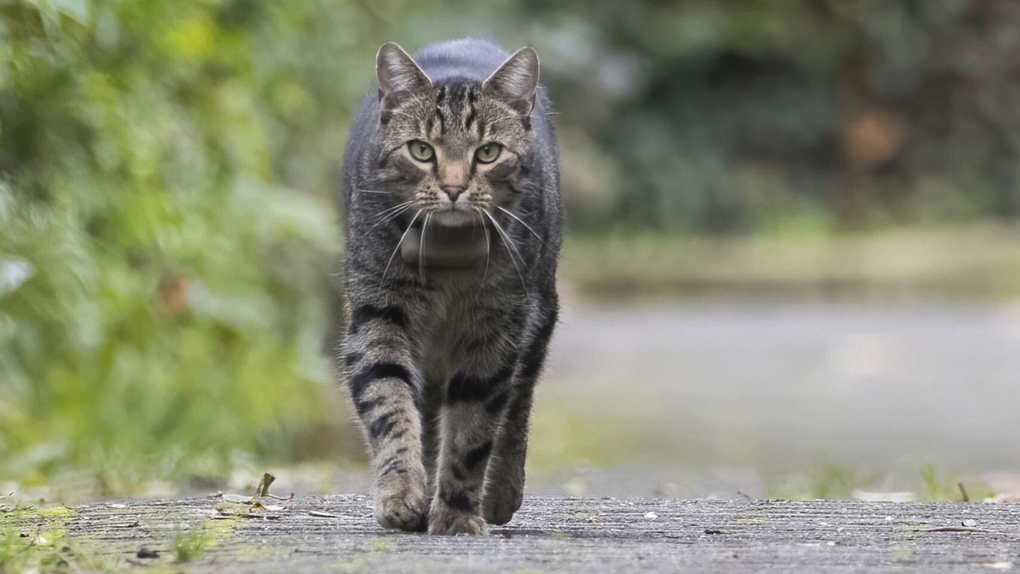 Eine Hauskatze (Felis catus) läuft auf einem gepflasterten Weg zwischen hohen Hecken entlang. Die Atmosphäre ist herbstlich, Hessen, Deutschland | Bild: picture alliance / imageBROKER | Wilfried Martin Eine Hauskatze (Felis catus) läuft auf einem gepflasterten Weg zwischen hohen Hecken entlang. Die Atmosphäre ist herbstlich, Hessen, Deutschland