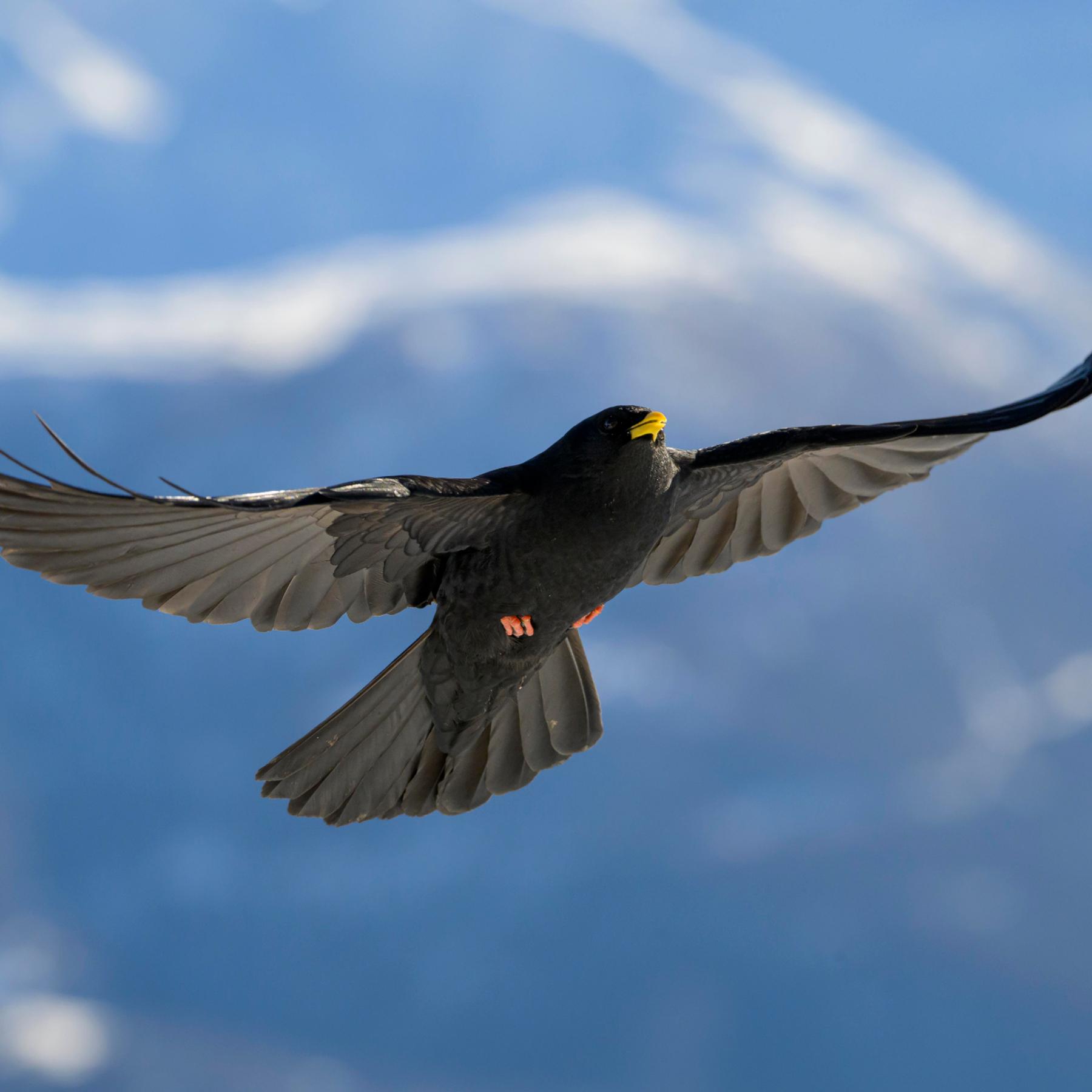 Vogelrufe in der Musik: Messiaens "Catalogue d'oiseaux" episode artwork