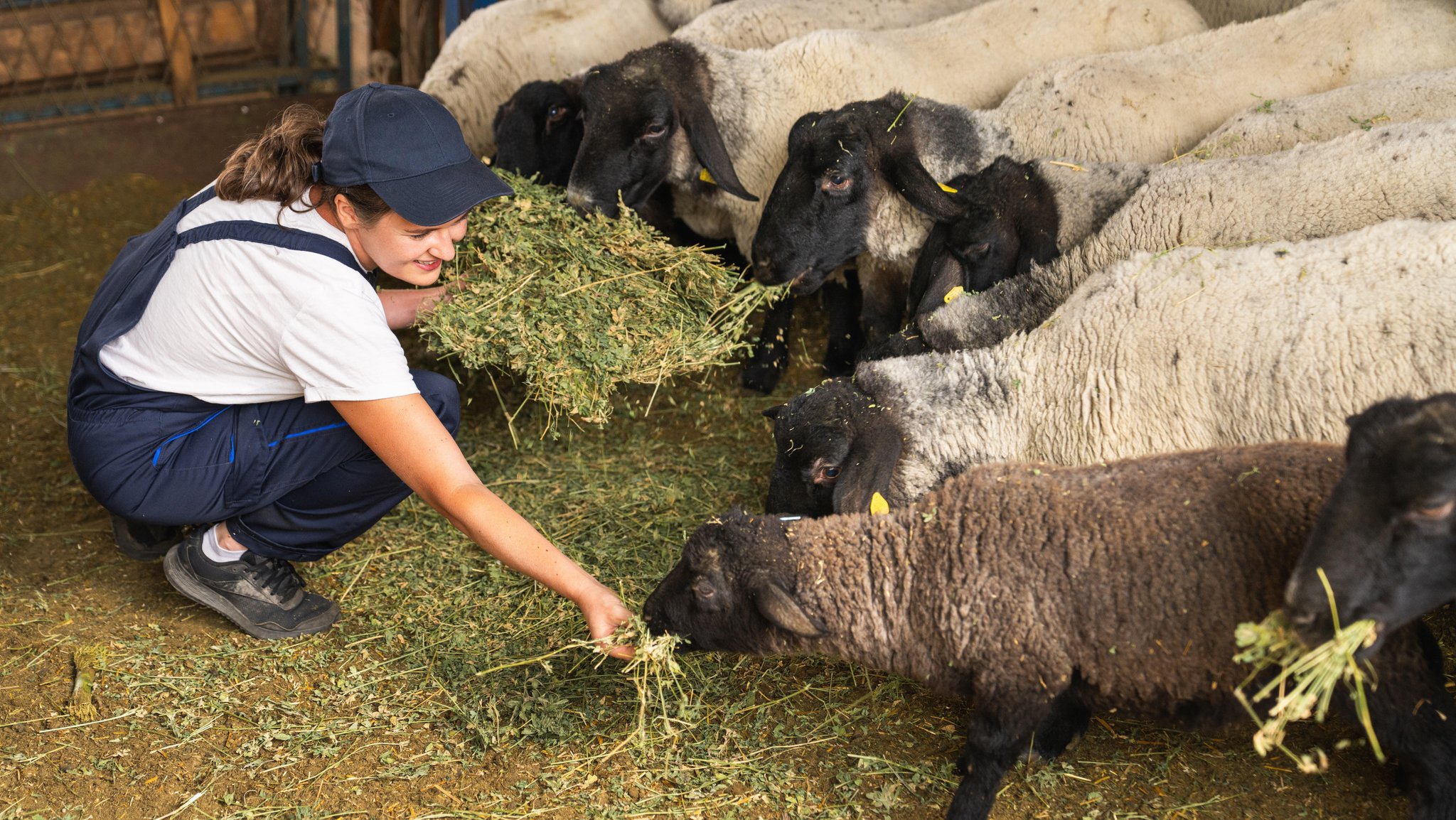 Landwirtin füttert Schafe mit Heu im Stall