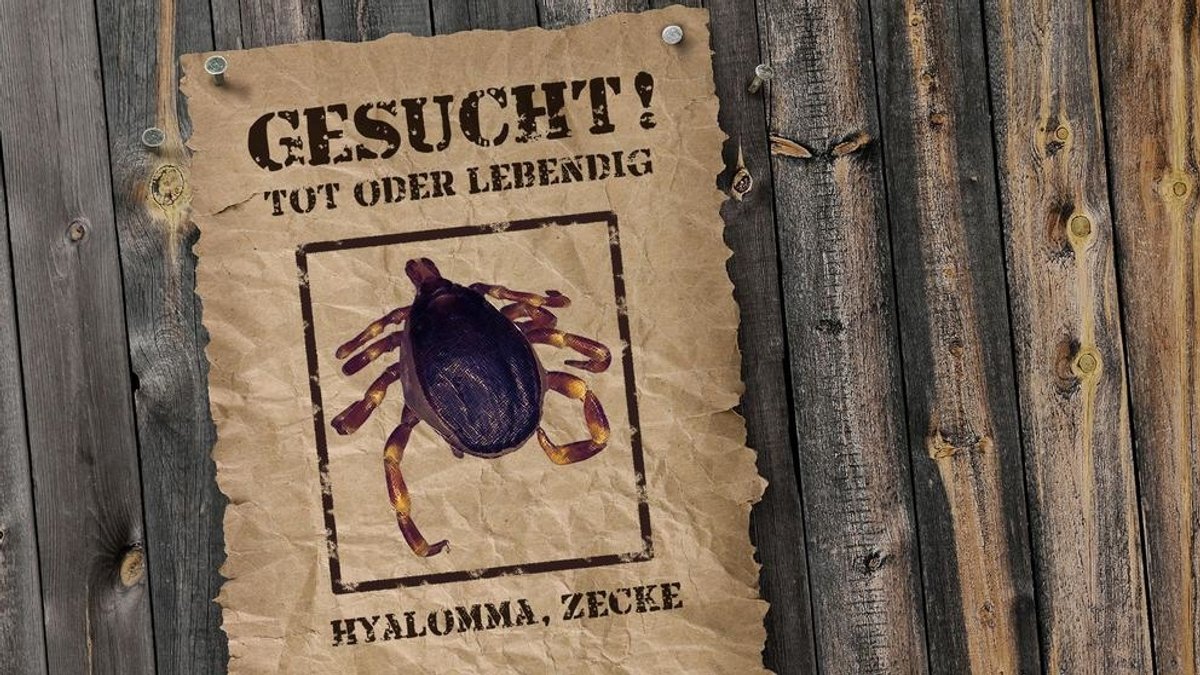 Die Universität Hohenheim ruft dazu auf, Zecken der Gattung Hyalomma zu melden. Die tropische Zecke kann gefährliche Krankheiten übertragen.