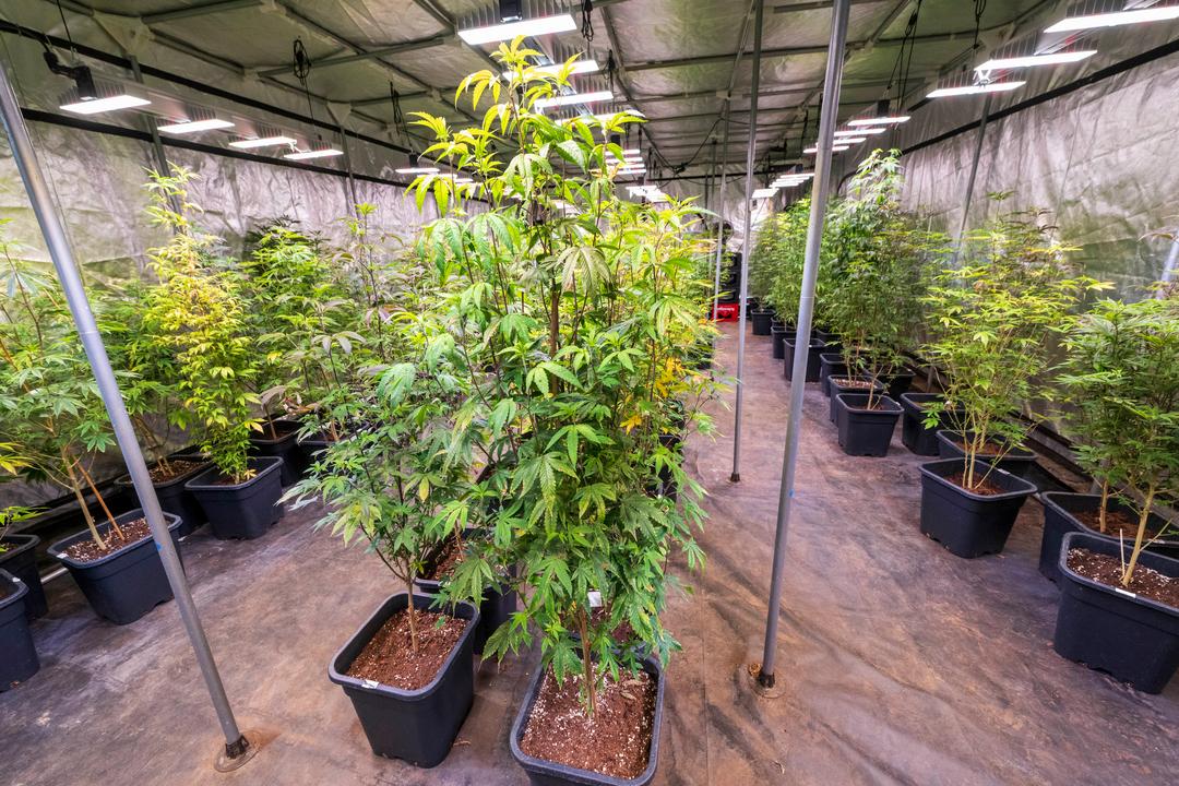 Geplanter Cannabis-Club in Aschheim bei München.