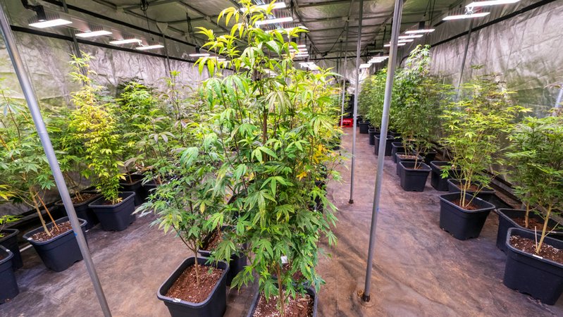 Geplanter Cannabis-Club in Aschheim bei München. | Bild: dpa-Bildfunk/Peter Kneffel Geplanter Cannabis-Club in Aschheim bei München.