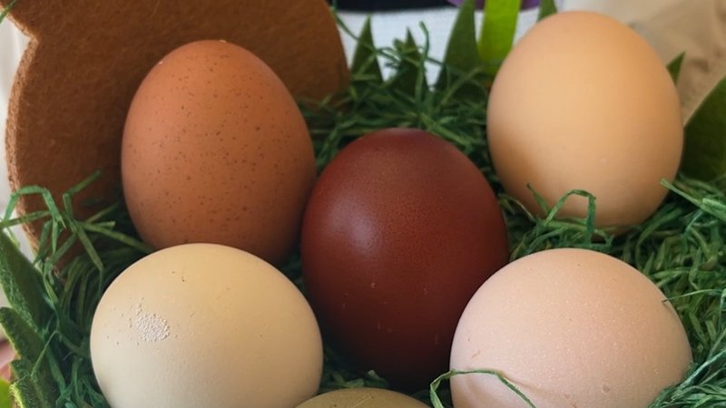 Bunte Eier gehören an Ostern einfach dazu. Doch nicht nur der Hase, sondern auch spezielle Hühner-Rassen bringen farbige Eier an Ostern. | Bild: BR/Irina Hanft Bunte Eier gehören an Ostern einfach dazu. Doch nicht nur der Hase, sondern auch spezielle Hühner-Rassen bringen farbige Eier an Ostern.