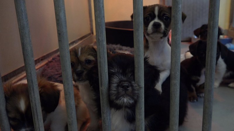 Hundewelpen in einem Tierheim | Bild: Bayerischer Rundfunk Hundewelpen in einem Tierheim