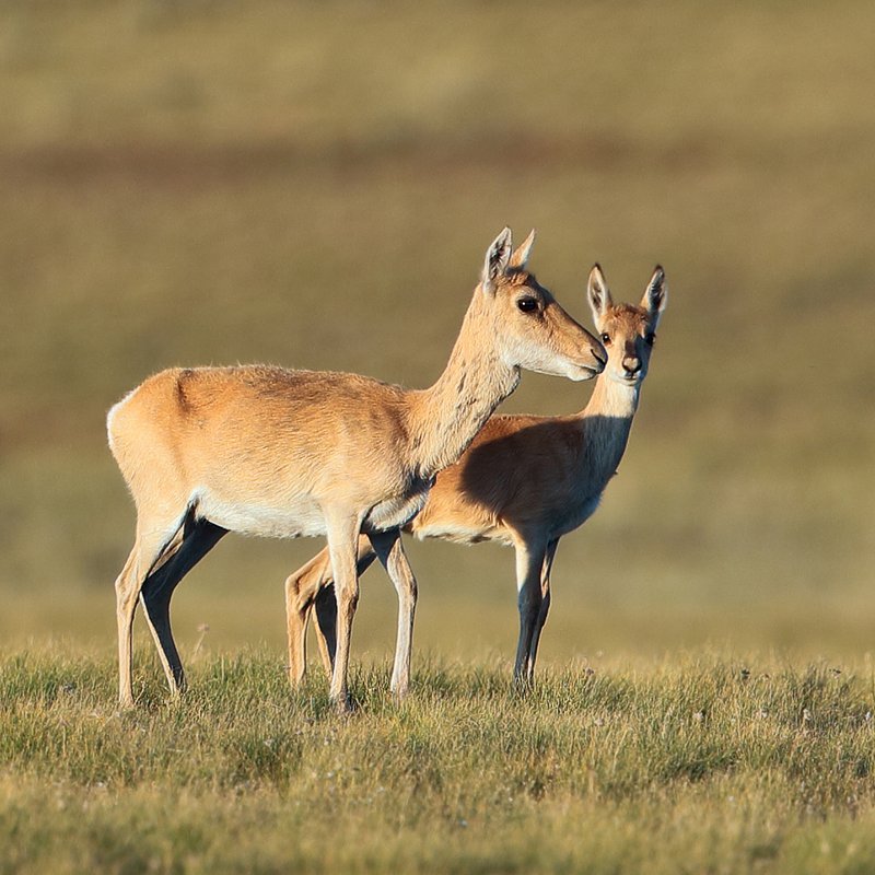 Tierbeobachtung aus dem All - Die erstaunliche 18.000km Reise einer Wandergazelle  - IQ - Wissenschaft und Forschung | BR Podcast