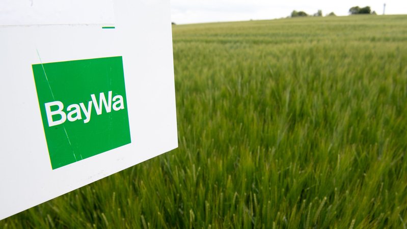 BayWa-Logo vor einem Getreidefeld. | Bild: dpa-Bildfunk/Fabian Sommer BayWa-Logo vor einem Getreidefeld.
