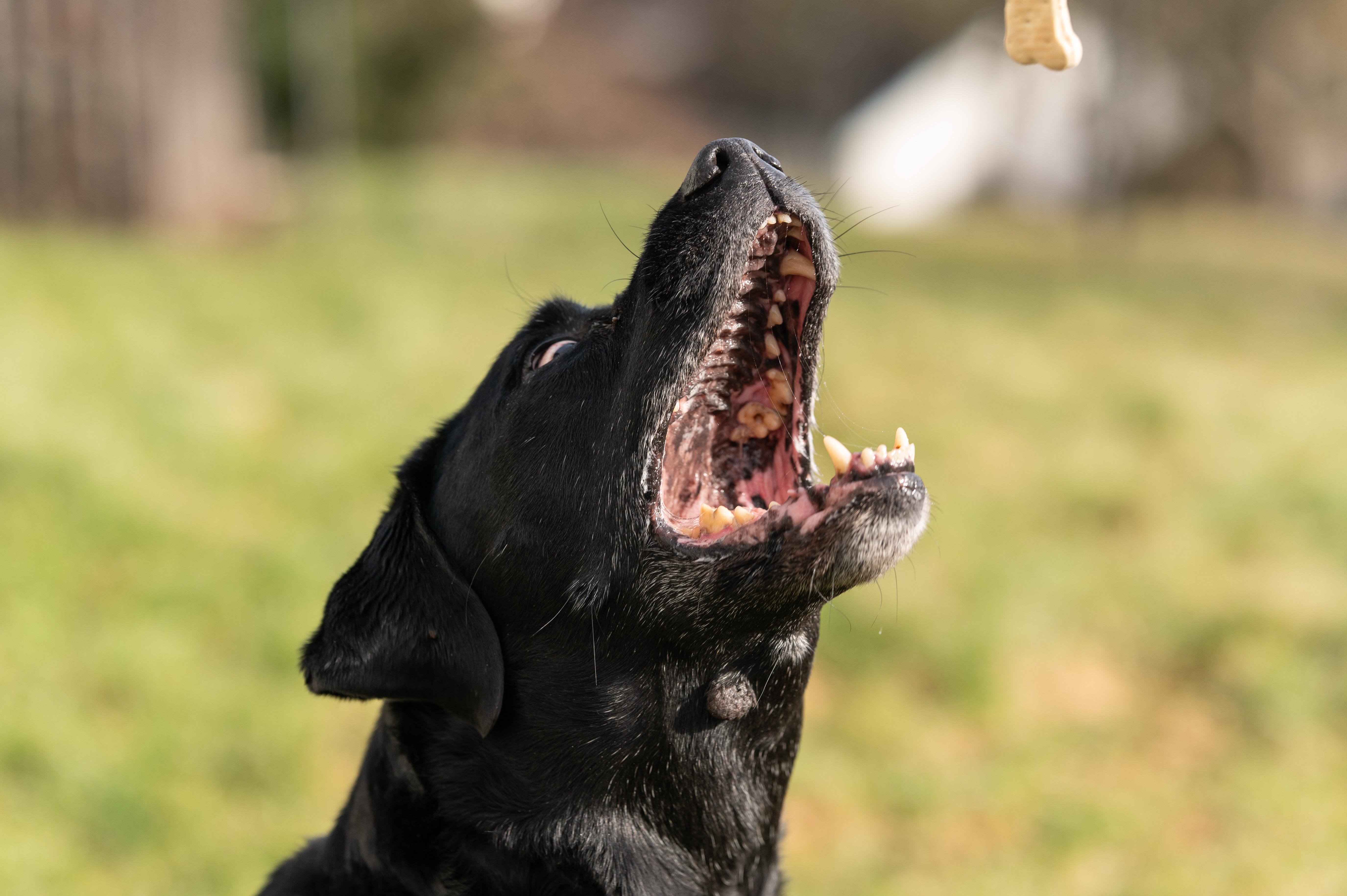 Symbolbild: Labrador in einem Garten.