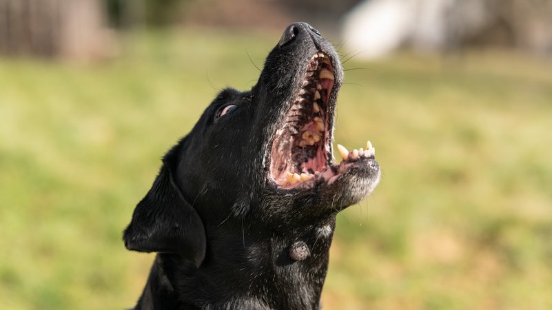 Symbolbild: Labrador in einem Garten. | Bild: picture alliance/dpa | Silas Stein Symbolbild: Labrador in einem Garten.