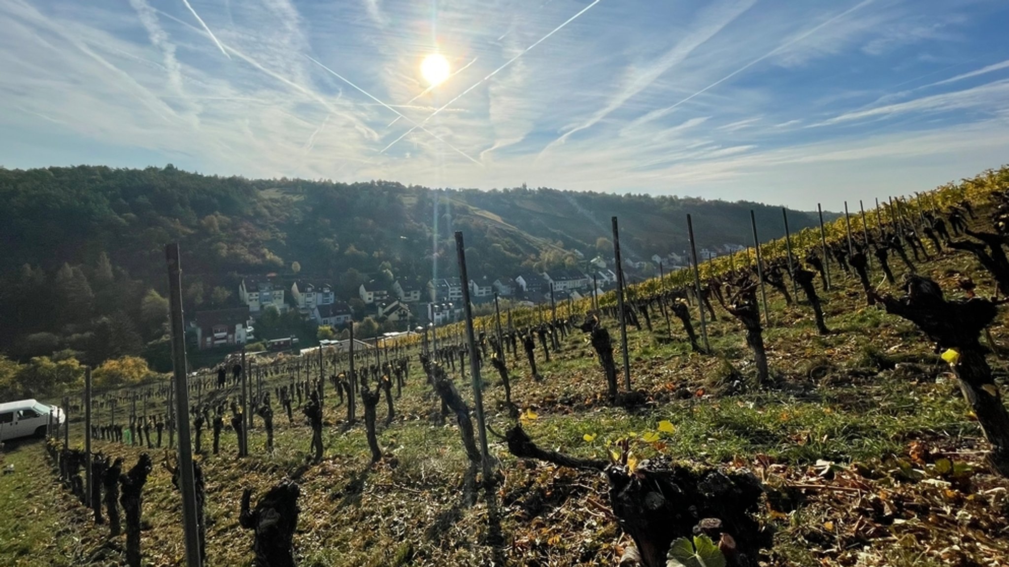 Zurückgeschnittene Silvaner-Reben in Randersacker