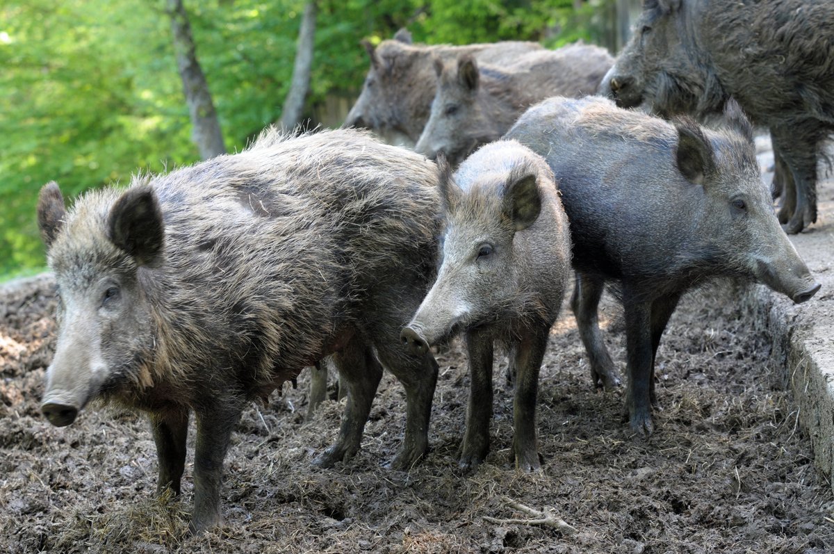 Sind heimische Wildschweine noch verstrahlt?
