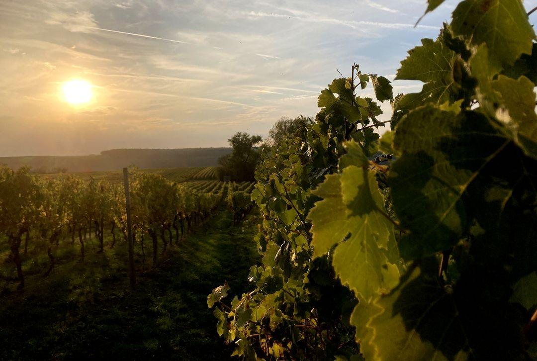 Sonnenuntergang in einem Weinberg bei Nordheim am Main