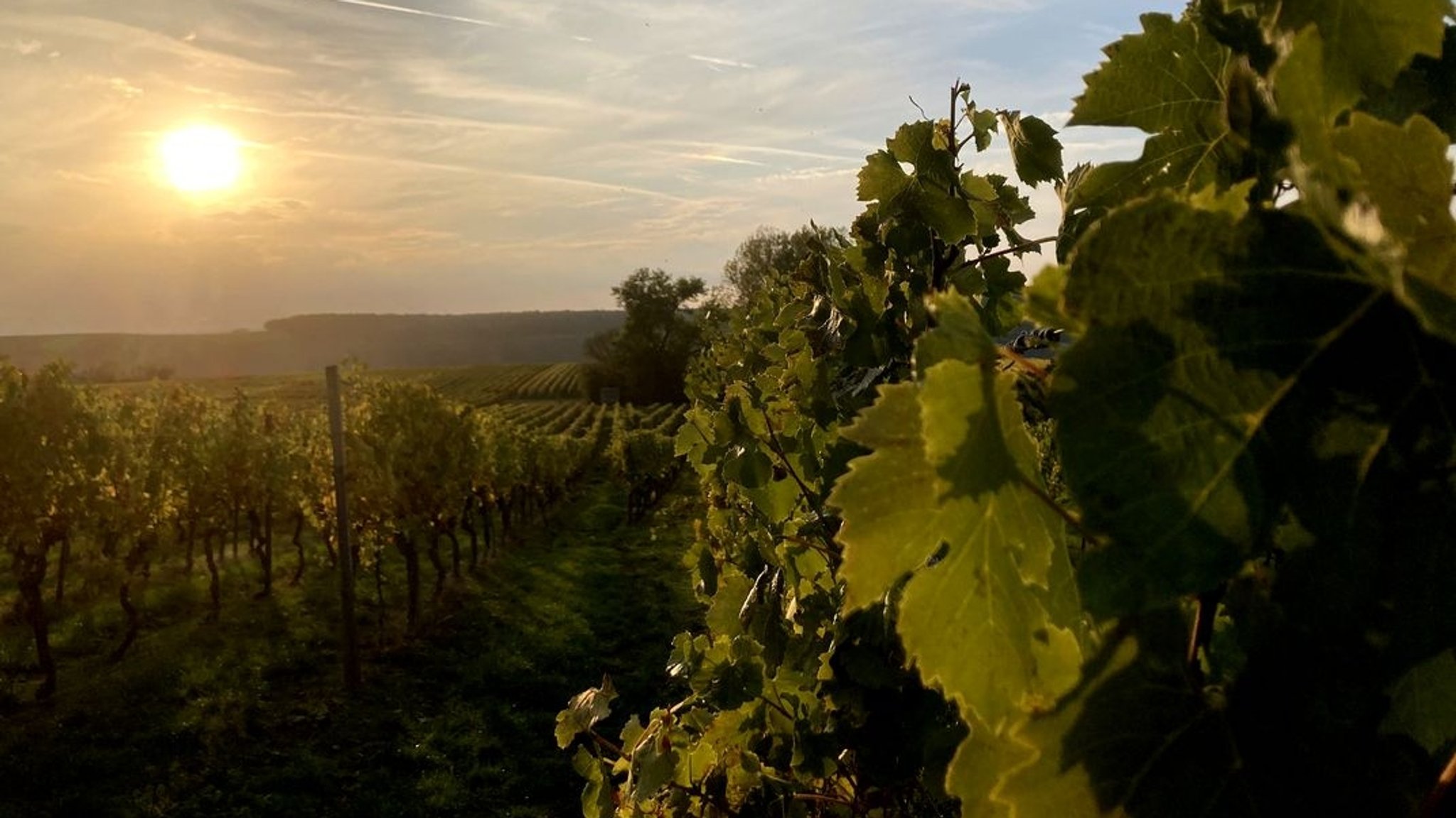 Sonnenuntergang in einem Weinberg bei Nordheim am Main