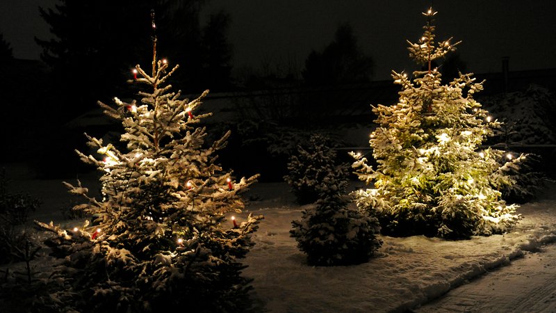Zwei Weihnachtsbäume in einem verschneiten Garten in Bayern. | Bild: BR/Natasha Heuse Zwei Weihnachtsbäume in einem verschneiten Garten in Bayern.