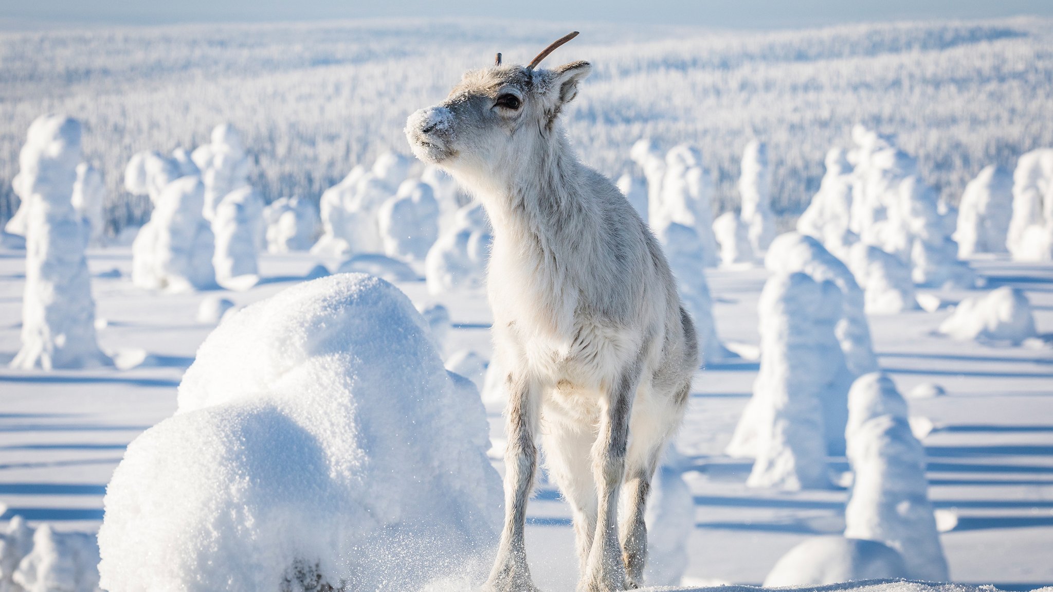 Dem kleinen Rentier Alios steht ein beschwerlicher Weg durch Schnee und Eis bevor. ("Alios Reise"-Filmszene)