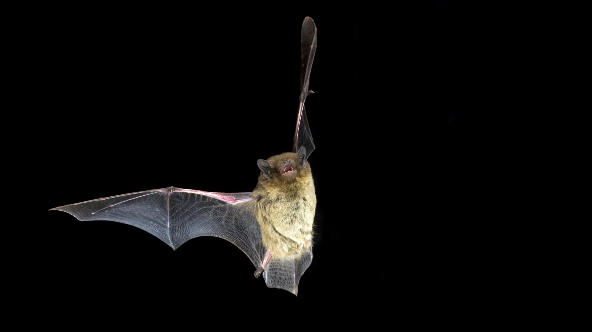 Eine Rauhutfledermaus fliegt durch die Nacht.