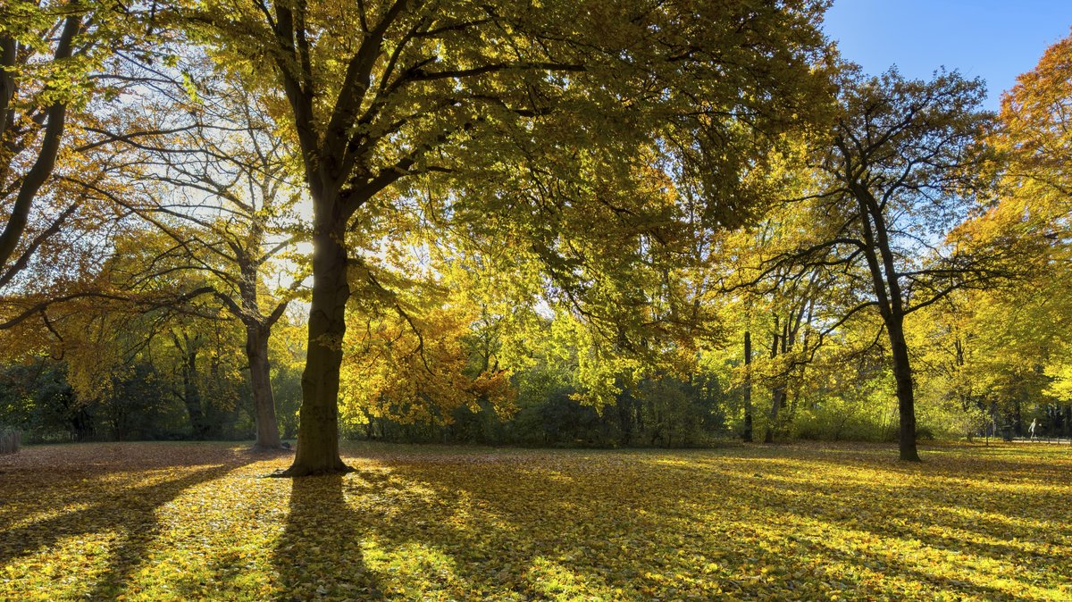 Grünanlagen mit Büschen und Bäumen können CO₂-Emissionen teilweise kompensieren. Ihre Bedeutung für den Klimaschutz wird oft unterschätzt. Hier ist der Englische Garten in München zu sehen.