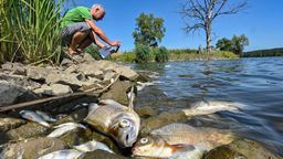 Viele tote Fische treiben im Wasser des deutsch-polnischen Grenzflusses Oder  | Bild:dpa-Bildfunk/Patrick Pleul