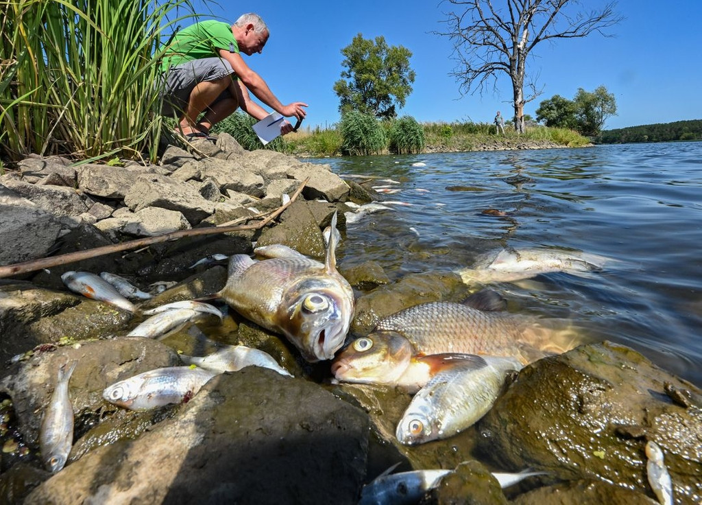 Viele tote Fische treiben im Wasser des deutsch-polnischen Grenzflusses Oder 