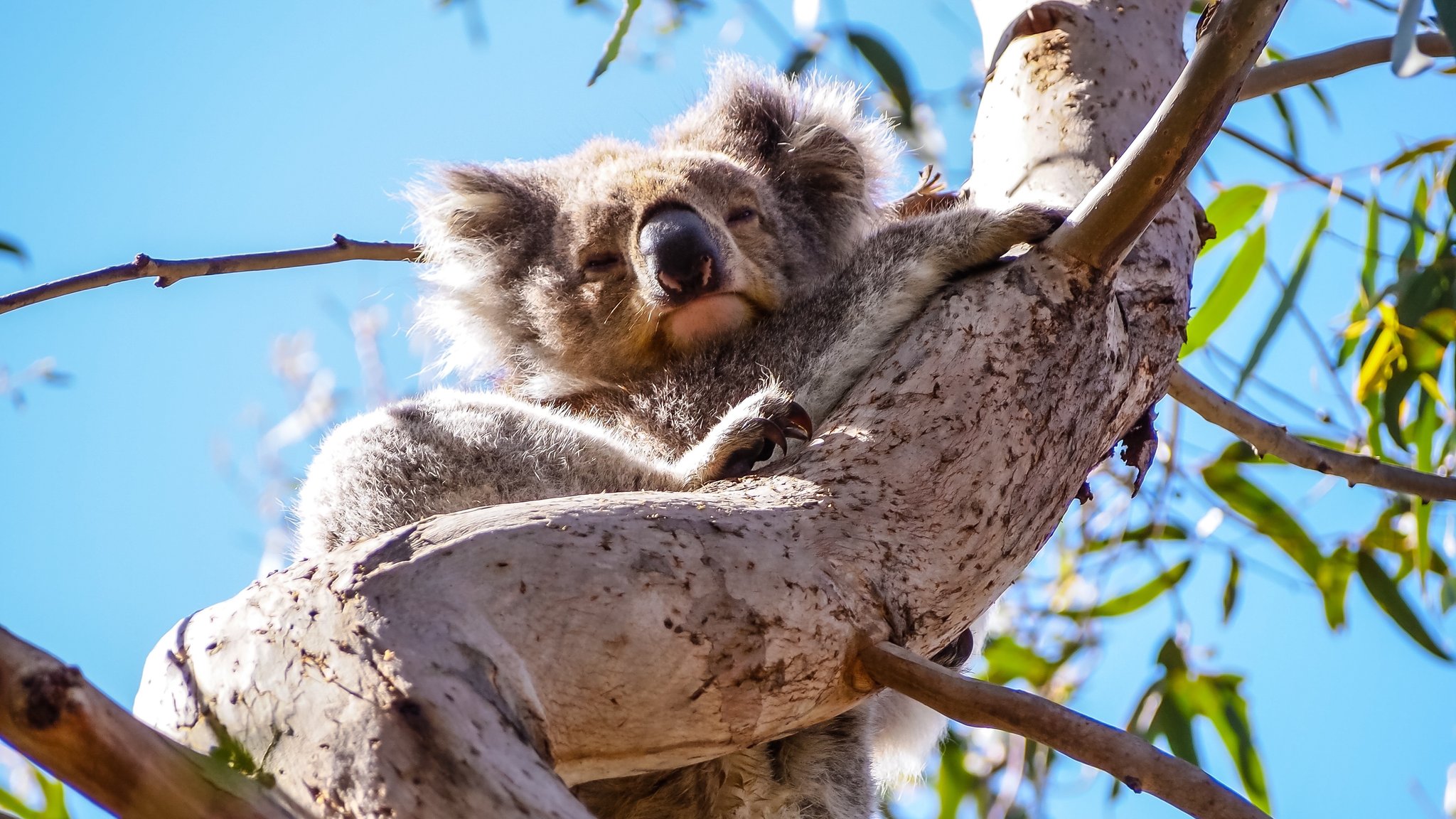 Koala auf einem Ast