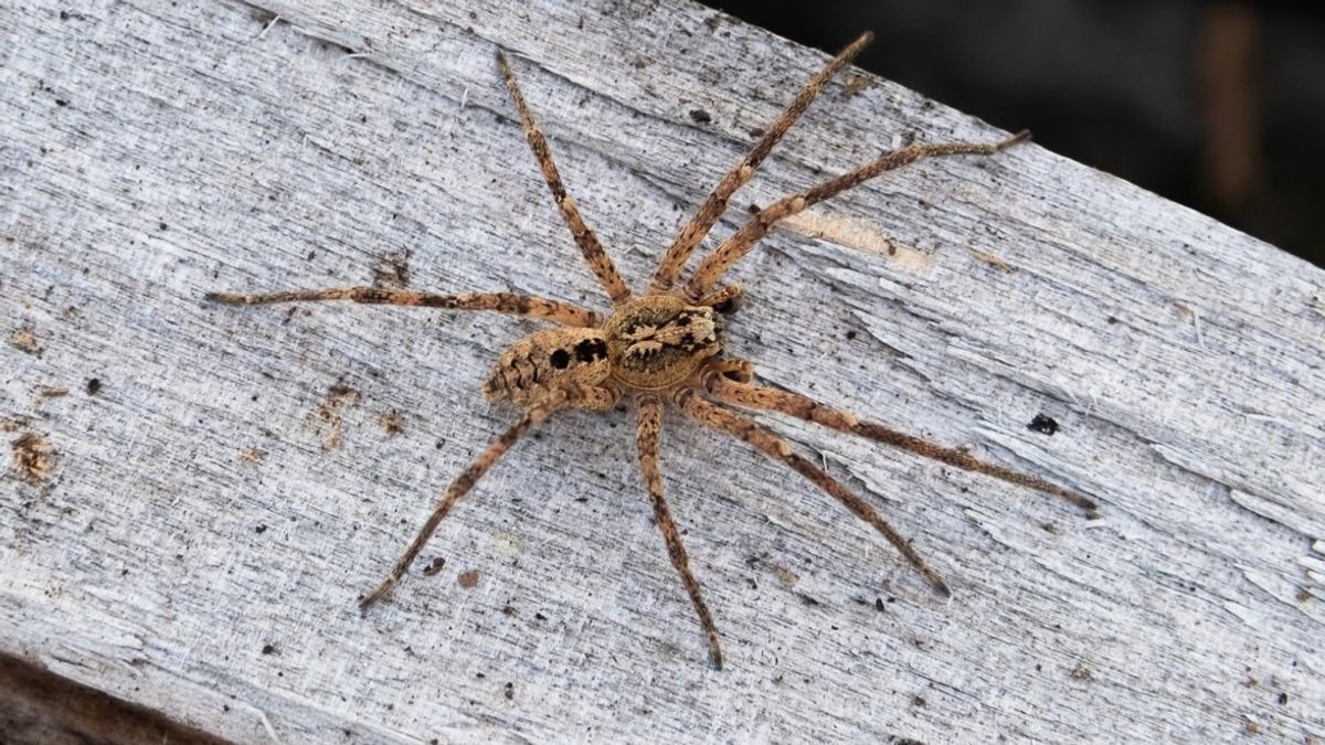 Bräunliche Spinne auf einem Stück Holz.