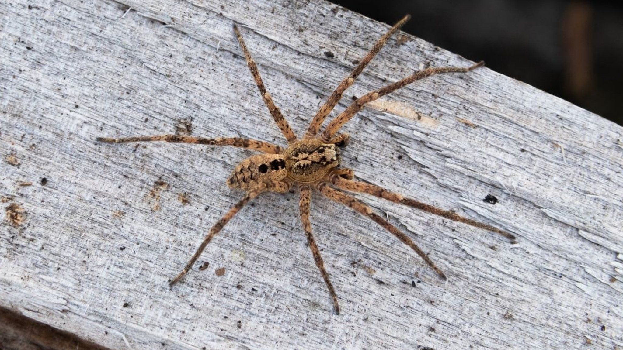 Bräunliche Spinne auf einem Stück Holz.