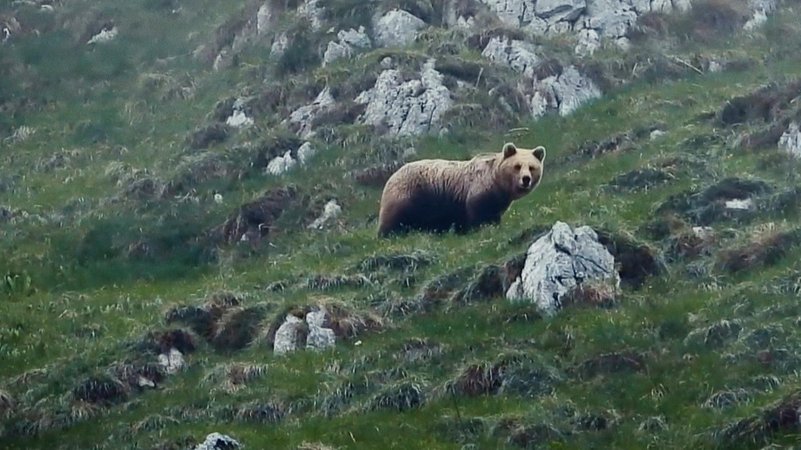 Bild von einem grasbewachsenen Berg, ein Bär steht in der Mitte und schaut in die Kamera