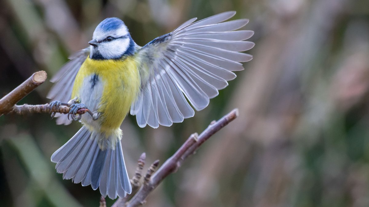 Stunde der Gartenvögel: Vögel zählen und an LBV melden