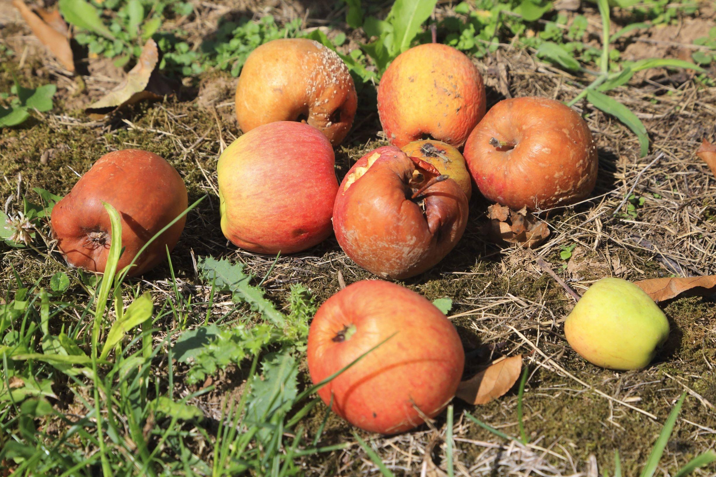 Äpfel am Boden
