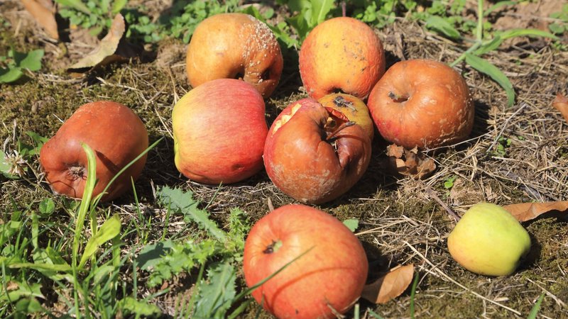 Äpfel am Boden | Bild: Picture alliance/dpa Äpfel am Boden