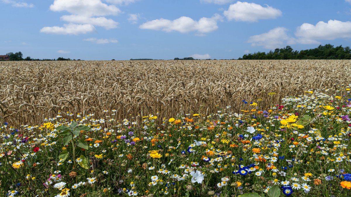 Symbolbild: Ein Getreidefeld und daneben eine Blühwiese