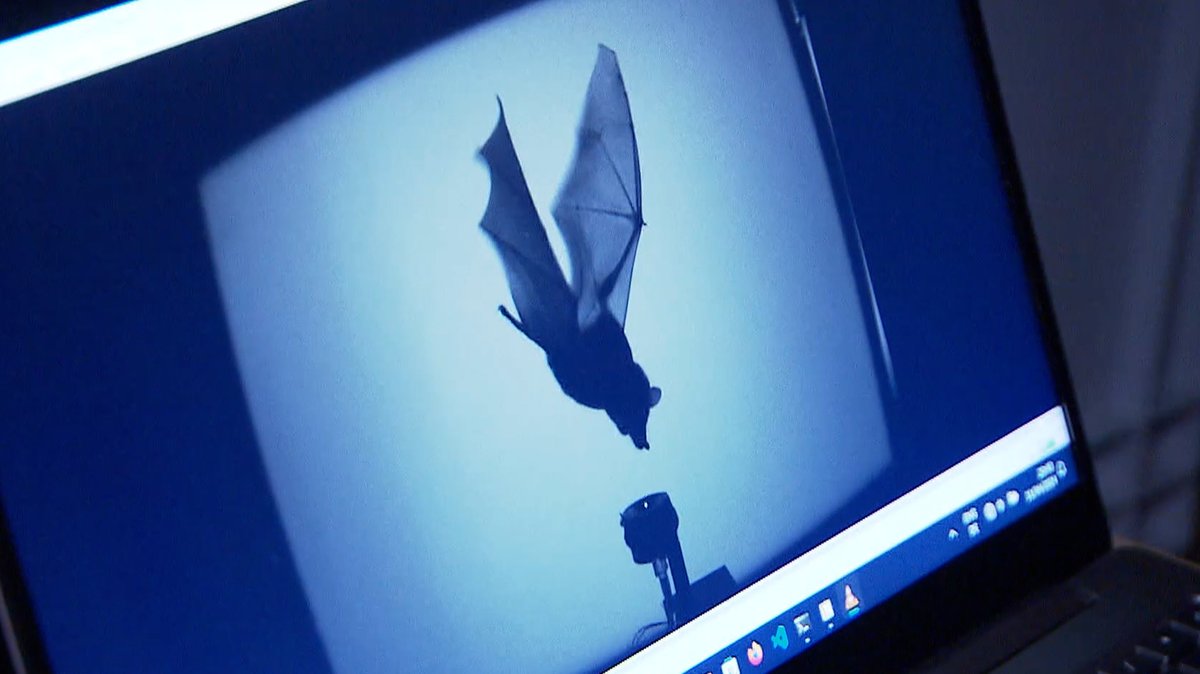 Innovativer Flügelscanner zeigt Fledermaus Flügelschlag auf einem Bildschirm.