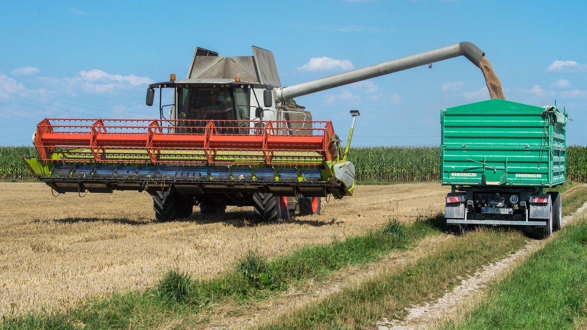 Rückstände im Brot: Foodwatch will Getreideanbau ohne Pestizide