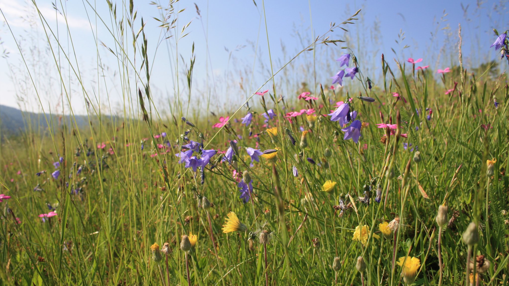 Artenreiche Wiese in der Oberpfalz. Glockenblumen, Heidenelke und Kleines Habichtskraut. 