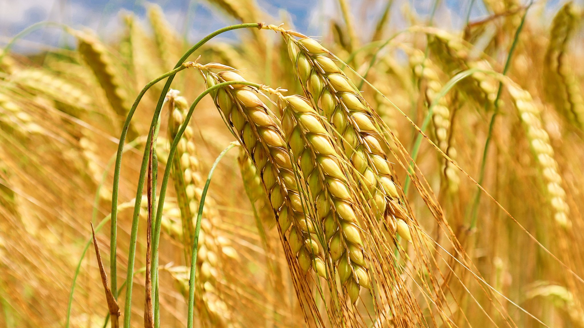 Ernte ohne Glück - Schlechte Bilanz für Landwirte 